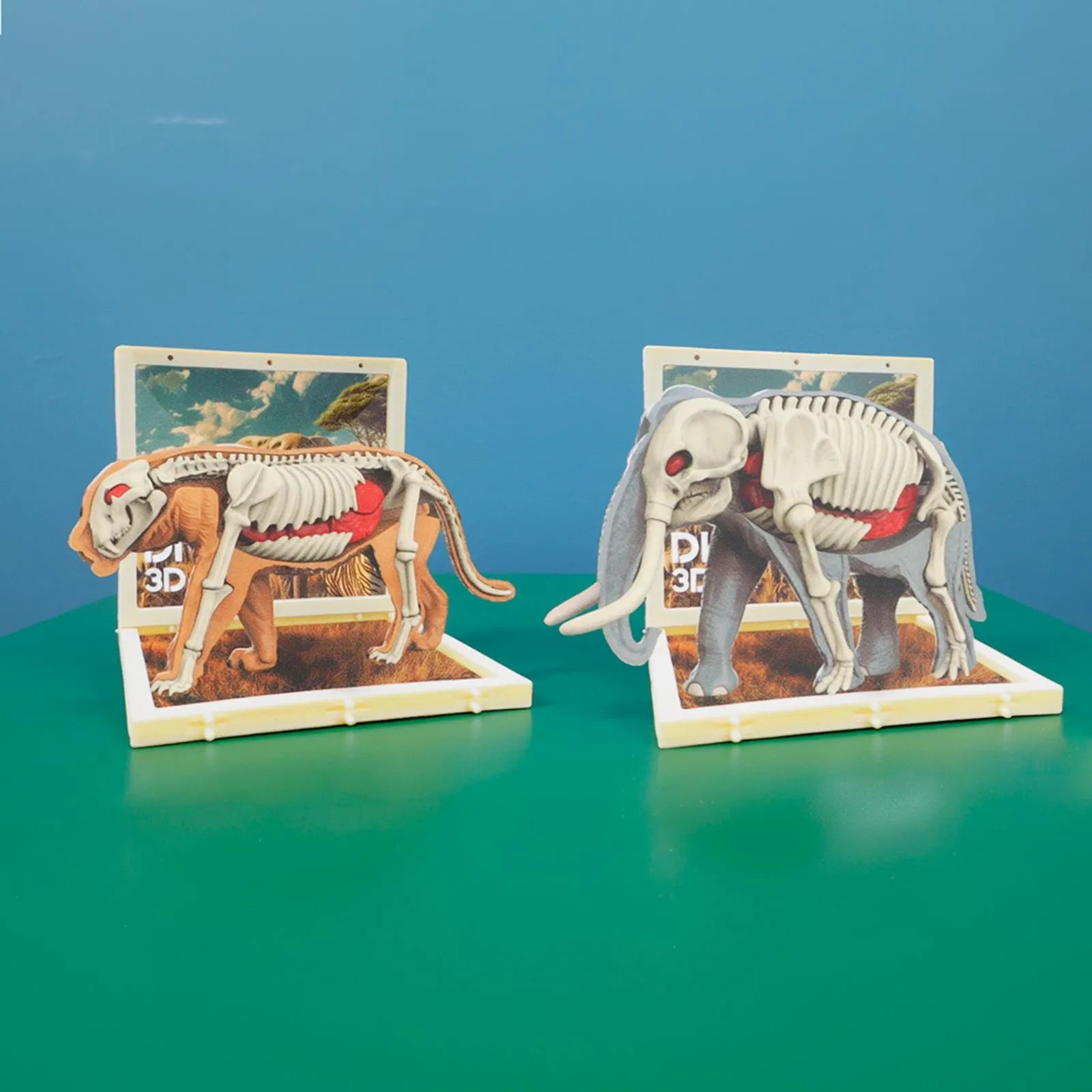 Animal Anatomy Toys(Wild Animals) Animal Anatomy Toys(Wild Animals)